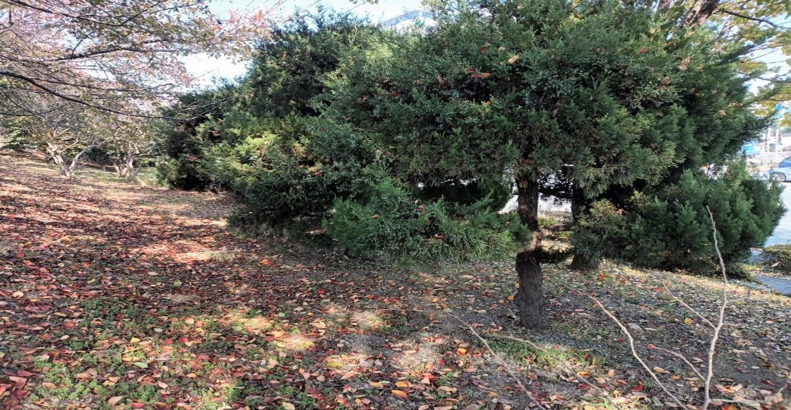 향나무 제거 전2