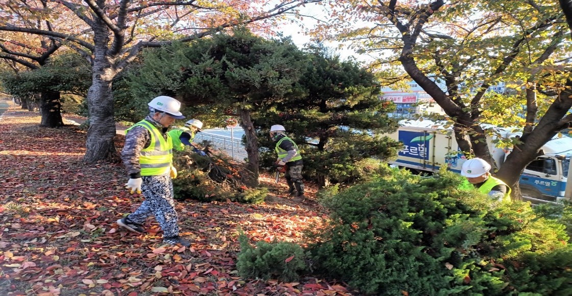 향나무 제거 중2