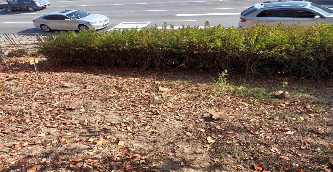 향나무 제거 후2