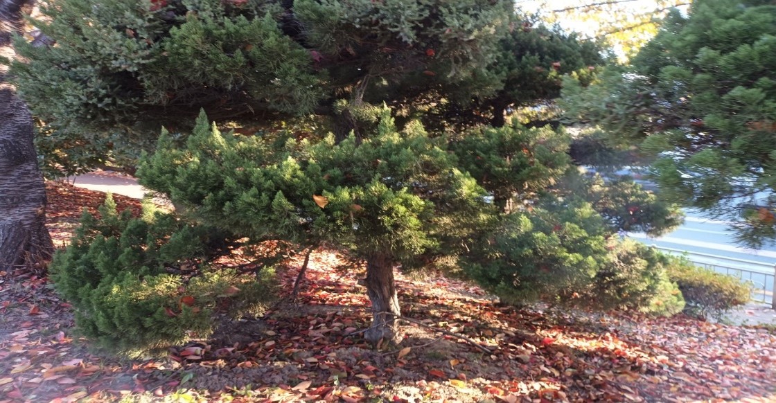 향나무 제거 전3