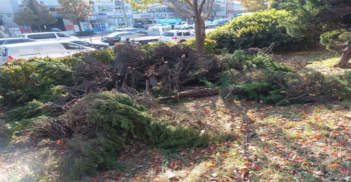 향나무 제거 중3