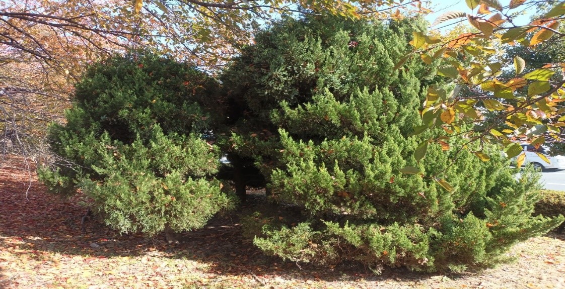 향나무 제거 전4