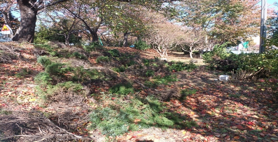 향나무 제거 중4