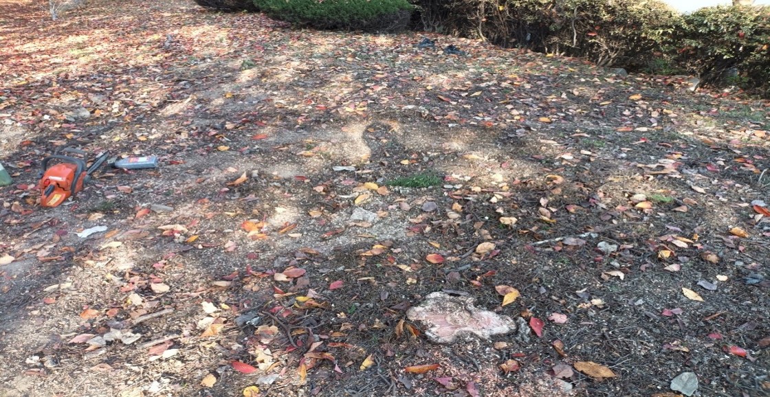 향나무 제거 후5