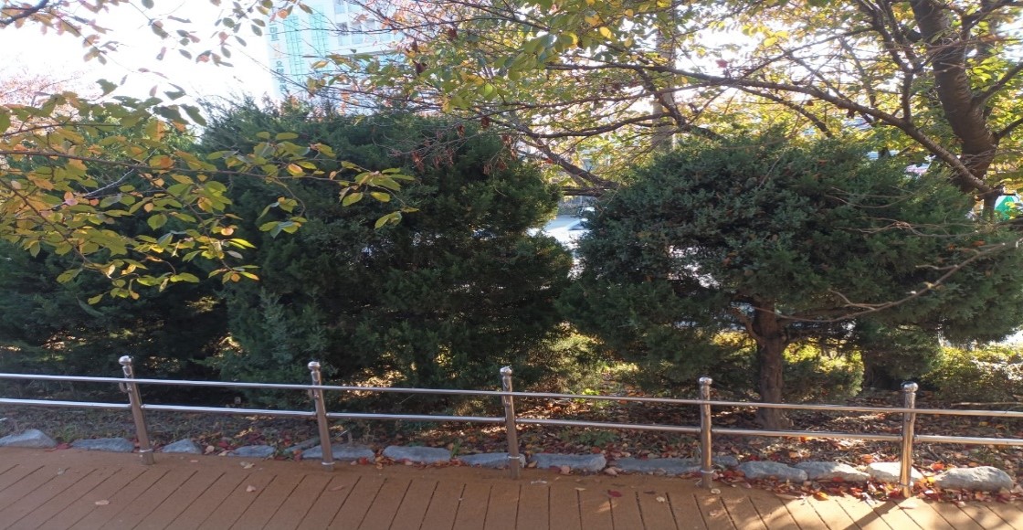 향나무 제거 전6