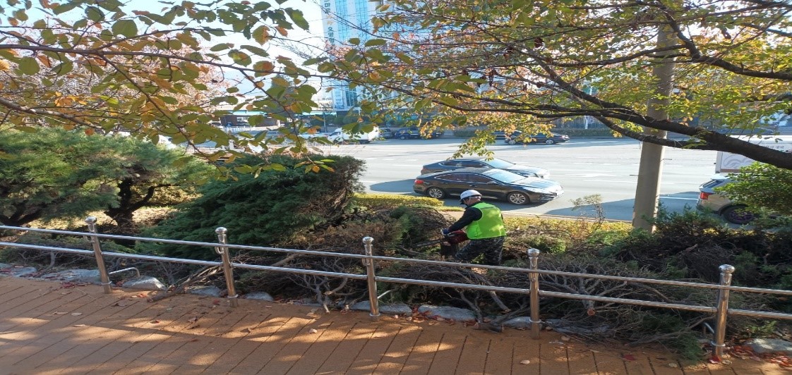 향나무 제거 중6